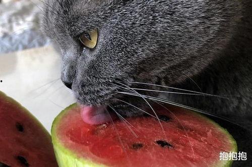 猫咪吃瓜拉稀,揭秘瓜果对猫咪的影响-第2张图片-国产精品黑料吃瓜网曝