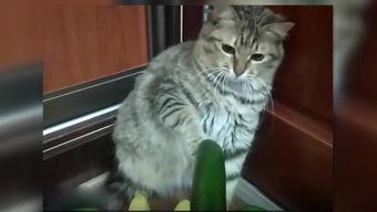 猫咪吃瓜拉稀,揭秘瓜果对猫咪的影响-第3张图片-国产精品黑料吃瓜网曝
