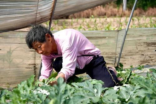 大丰吃瓜,揭秘当地特色美食背后的故事-第3张图片-国产精品黑料吃瓜网曝 大丰吃瓜,揭秘当地特色美食背后的故事-第3张图片-国产精品黑料吃瓜网曝
